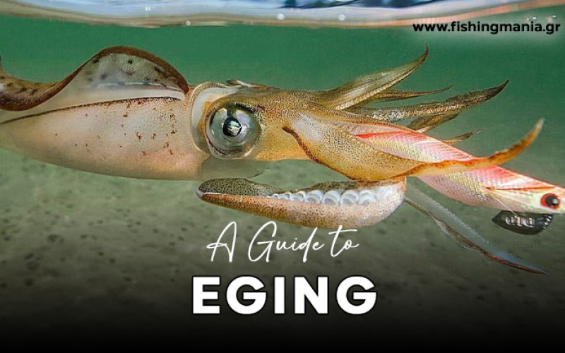 Eging - Ψάρεμα Καλαμαριών & Κεφαλόποδων από την Ακτή